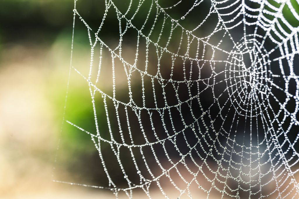 Don’t Get Stuck in These Web Entanglements!